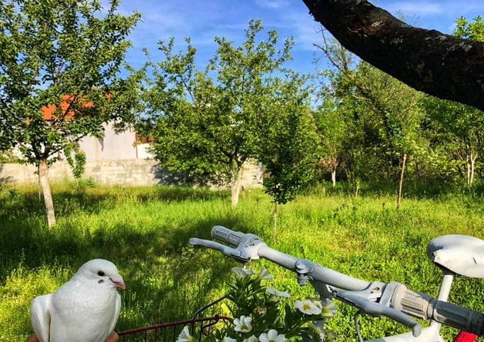 Brvnara Borovik Villa Cetinje Exteriör bild